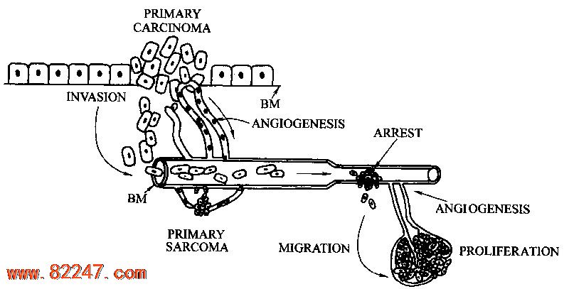 细胞迁移实验(细胞划痕法) 细胞迁移实验(细胞划痕法)