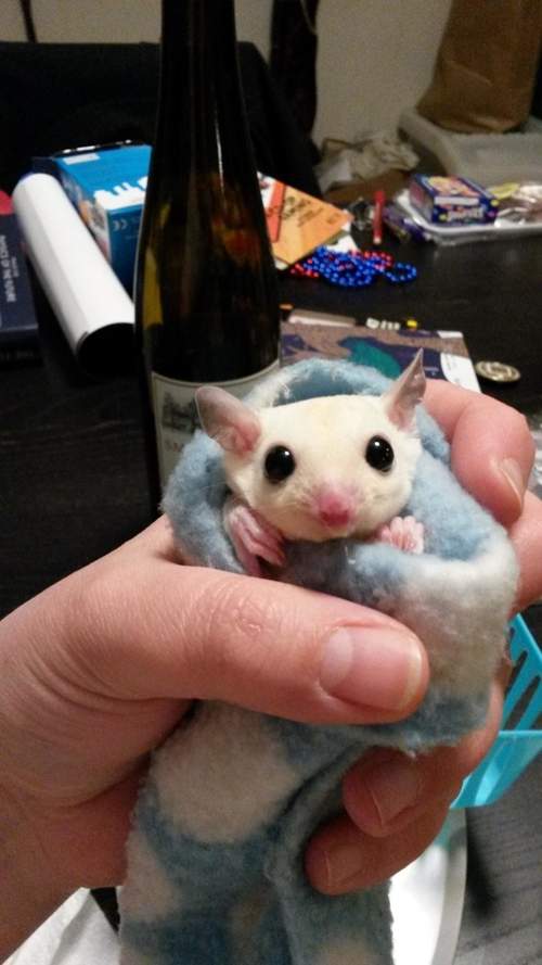 全球最萌动物卷 最好的取暖方式 全球最萌动物卷 最好的取暖方式