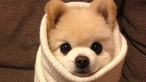 全球最萌动物卷 最好的取暖方式 全球最萌动物卷 最好的取暖方式