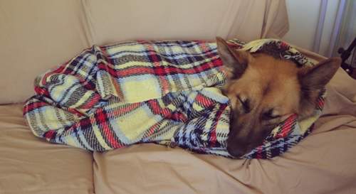 全球最萌动物卷 最好的取暖方式 全球最萌动物卷 最好的取暖方式