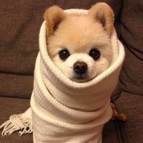 全球最萌动物卷 最好的取暖方式 全球最萌动物卷 最好的取暖方式