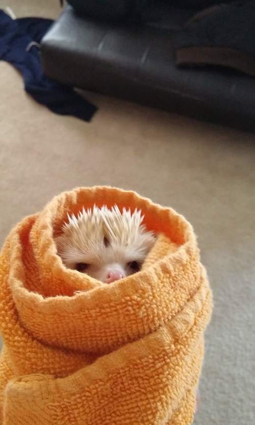 全球最萌动物卷 最好的取暖方式 全球最萌动物卷 最好的取暖方式