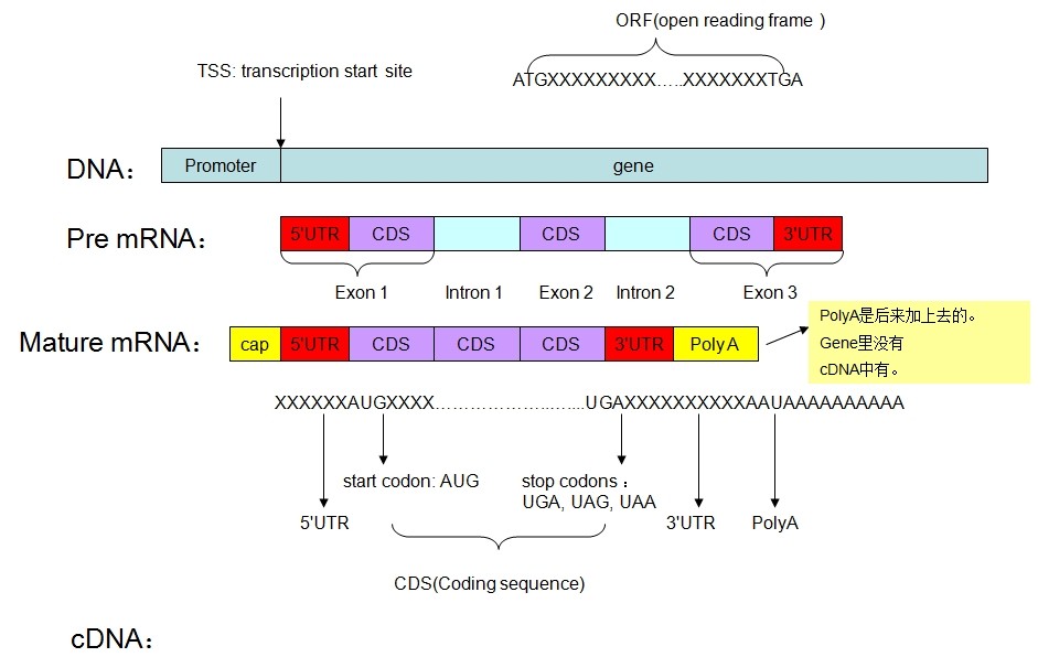 promoter, exon, intron 和 UTR 的关系解释