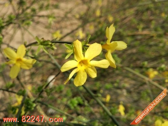 小米 4s 值得买吗?小米手机 4S 体验评测 小米 4s 值得买吗?小米手机 4S 体验评测