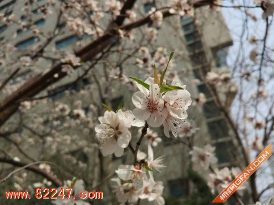 小米 4s 值得买吗?小米手机 4S 体验评测 小米 4s 值得买吗?小米手机 4S 体验评测